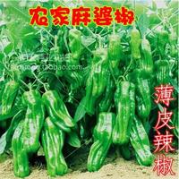 蔬菜水果种子家庭阳台盆栽种植四季播辣椒种子