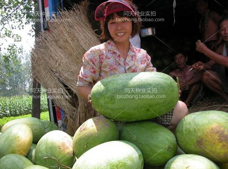 寿光蔬菜种子大红宝西瓜种子 重20多斤的大西瓜品种糖