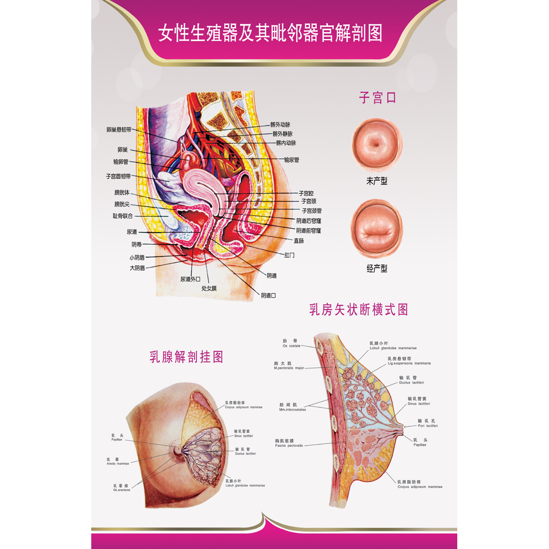 女性生殖器解剖图 医院宣传海报挂图 妇科知识海报宫颈疾病示意图