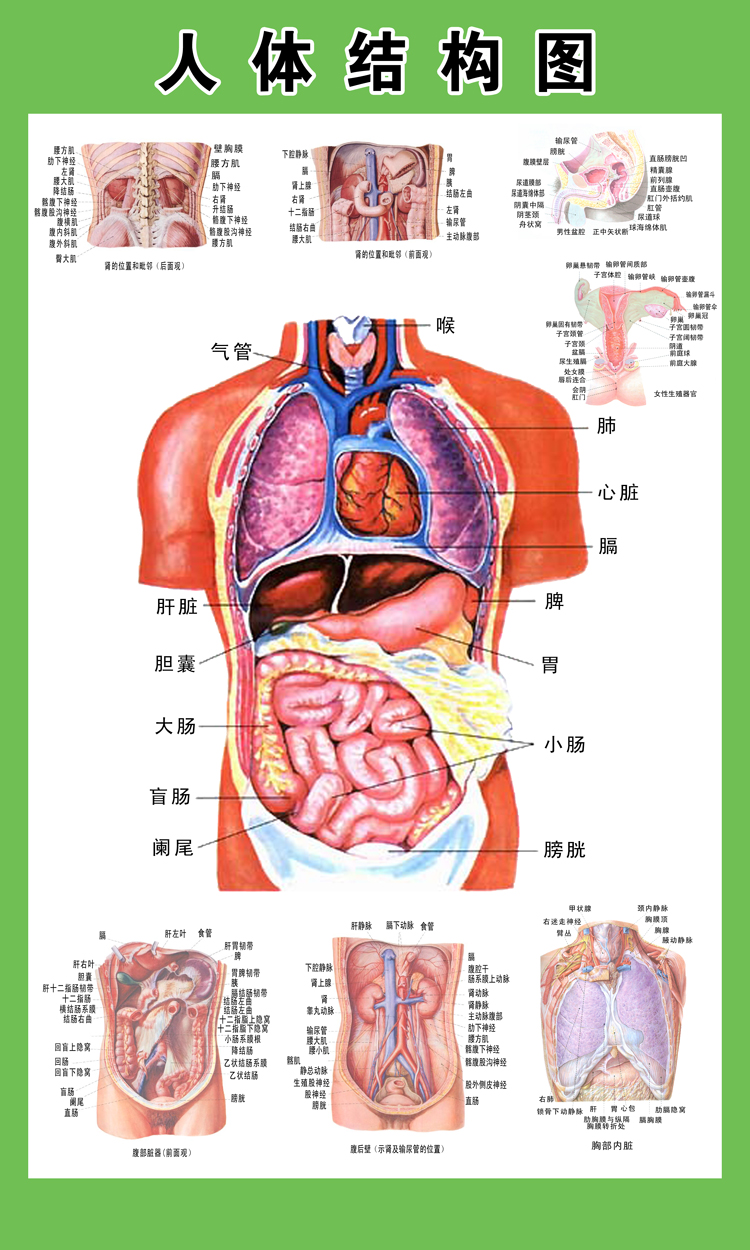 人体结构图穴位医院医学人体解剖图片内脏器官肌肉挂图全身宣传画
