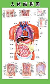 人体内脏解剖系统示意图医学宣传挂图人体器官心脏结构图医院海报