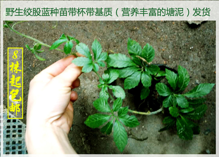 绞股蓝种苗带杯带土2株 正宗野生五叶参七叶胆种子九叶绞股蓝茶