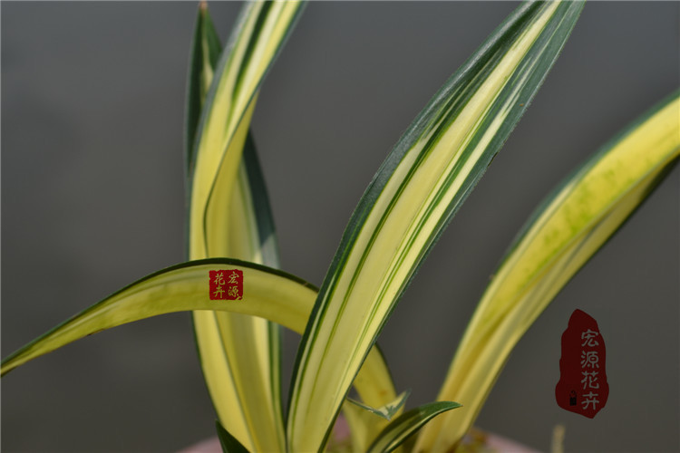 精品兰花苗 墨兰线艺达摩中透 黄金达摩 黄中透叶艺高档礼品花卉