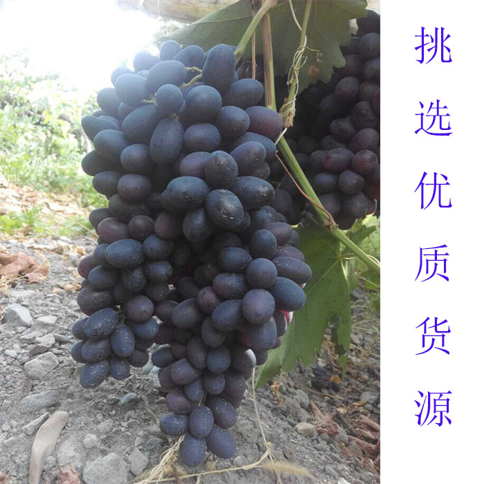 新疆特产黑玫瑰葡萄干500g吐鲁番无核赛黑加仑16新货零食2件包邮