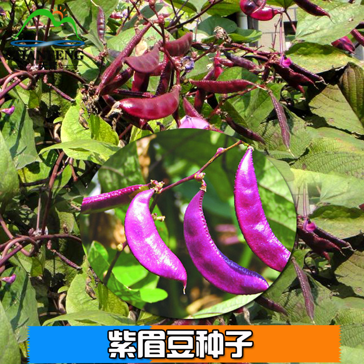 眉豆种子扁豆种子紫红眉豆种子紫边眉豆种子蔬菜种子豆角猪耳朵