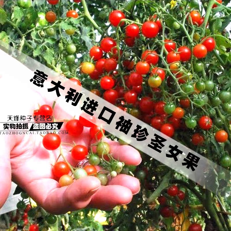 进口袖珍圣女果 小樱桃迷你珍珠番茄水果种子 阳台盆栽花卉蔬菜