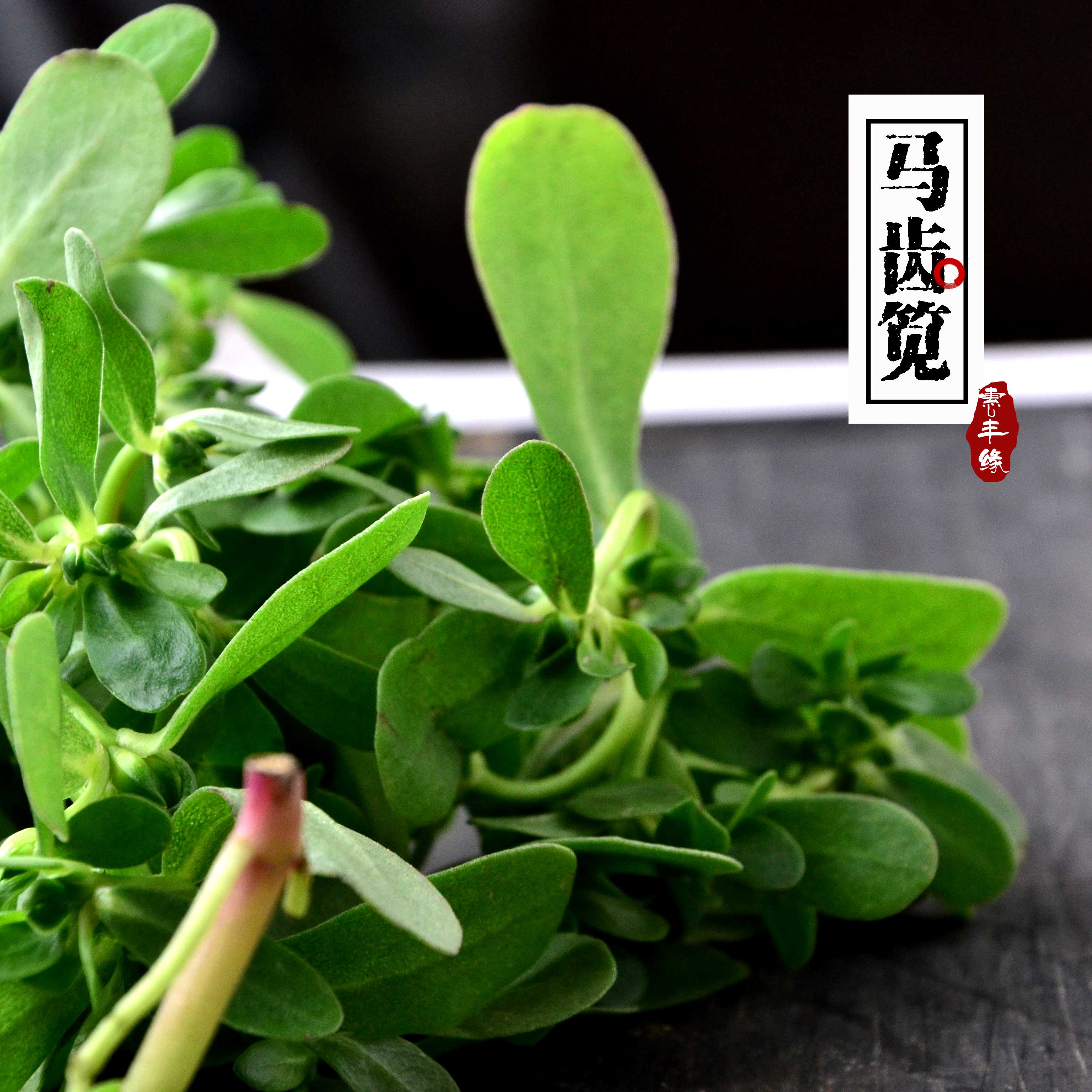 速冻农家新鲜野生红茎马齿苋马齿菜长寿菜五行草降火可凉拌750克