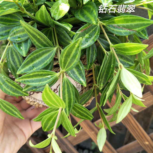 吊兰盆栽钻石翡翠 室内防辐射小盆栽钻石翡翠吊兰 轮叶豆瓣绿