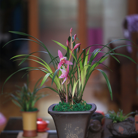 建兰名品 锦旗 精品四季兰花苗 好养花卉绿植盆栽夏带香花苞出售