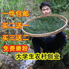 包邮 东小二高山松针粉松针茶马尾松松针叶阴干野生松叶全松泡酒