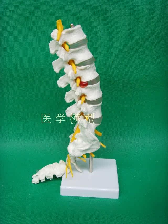 自然大一比一成人五节腰椎带尾椎模型 医用教学30cm高