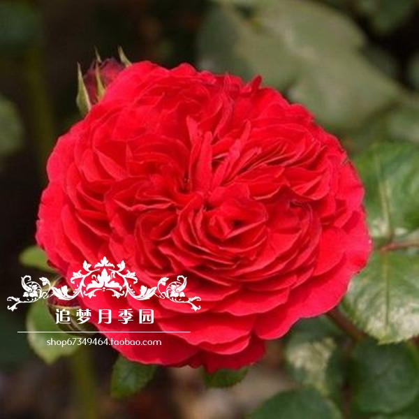 欧洲月季红色达芬奇月季花灌木丰花开花机器特别勤花的品种带花苞