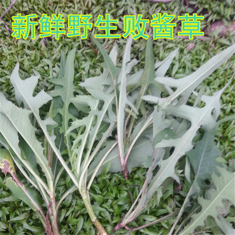 野生新鲜 败酱草 500g 包邮 马草苦菜野黄花 正品北败酱草 中药材