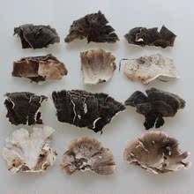 非常干净新货500g 野生 长白山云芝 剪根精选一片一片 野生云芝