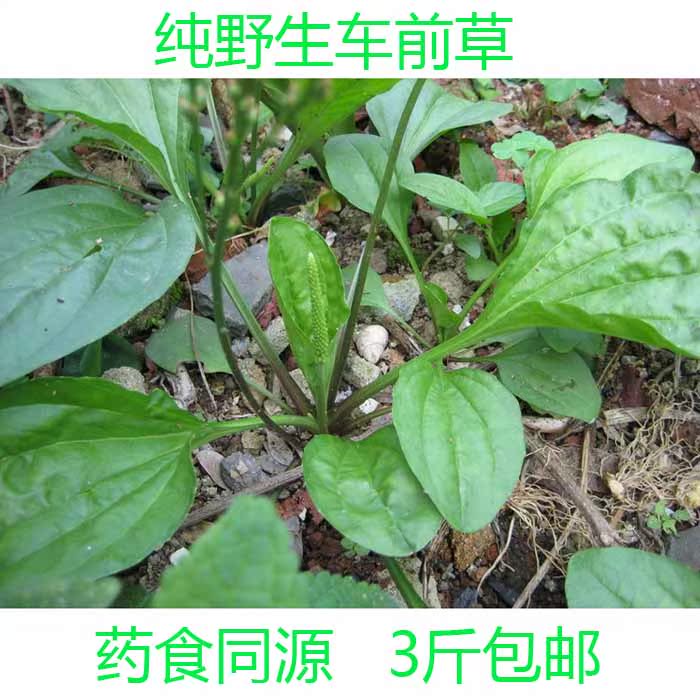 车前草 新鲜野生车前草 车腥草 车茶草猪耳草