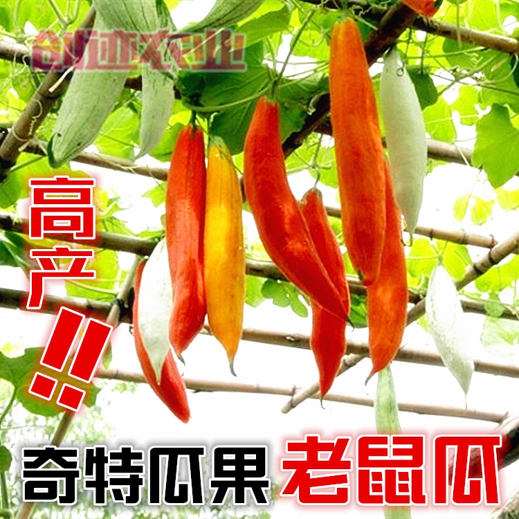 【奇特瓜果】高产老鼠瓜种子 野西瓜 观赏食用类瓜果 可入药