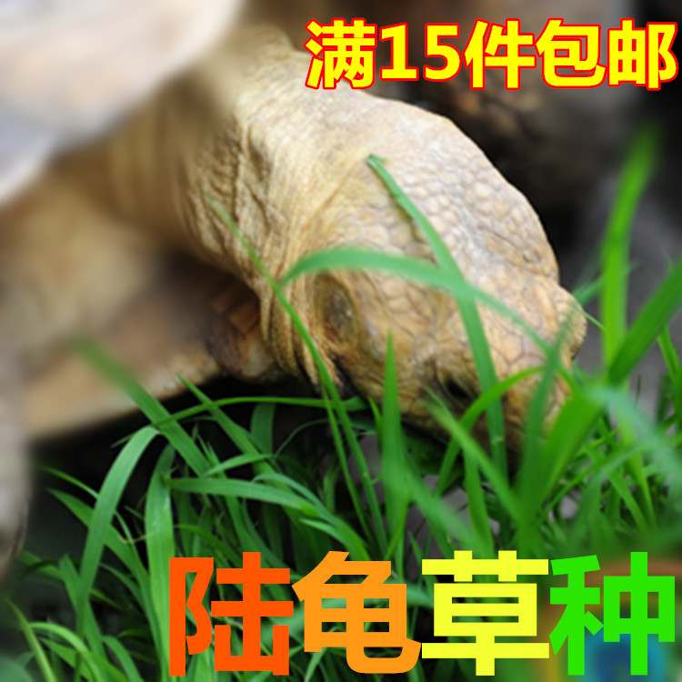 提摩西黑麦草三叶草金钱草燕麦草菊苣高纤维牧草种子天然陆龟饲料