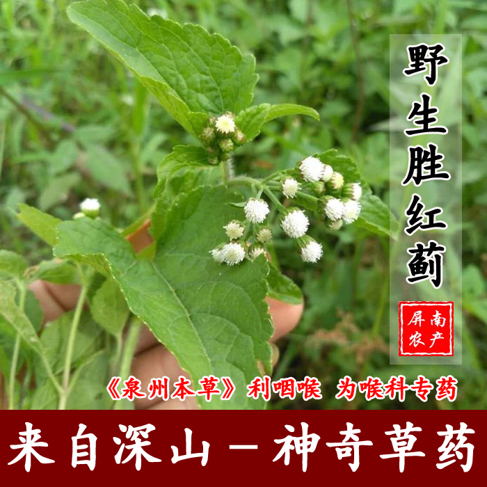 野生胜红蓟 新鲜250g现采草药白花臭草臭垆草毛麝香胜