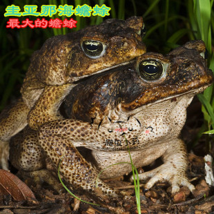 Ǻ cbС 2cm  ܻ 