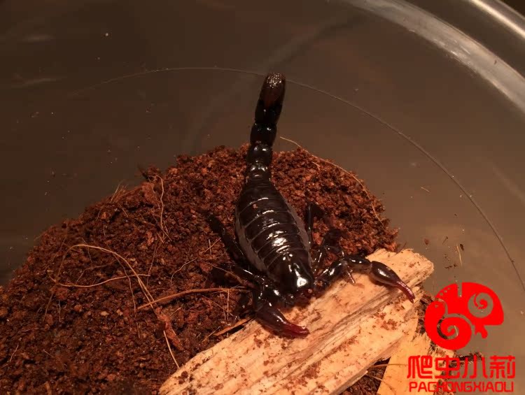 宠物蝎子亚洲雨林蝎假帝王蝎子活体宠物活体另类15-17cm送套餐