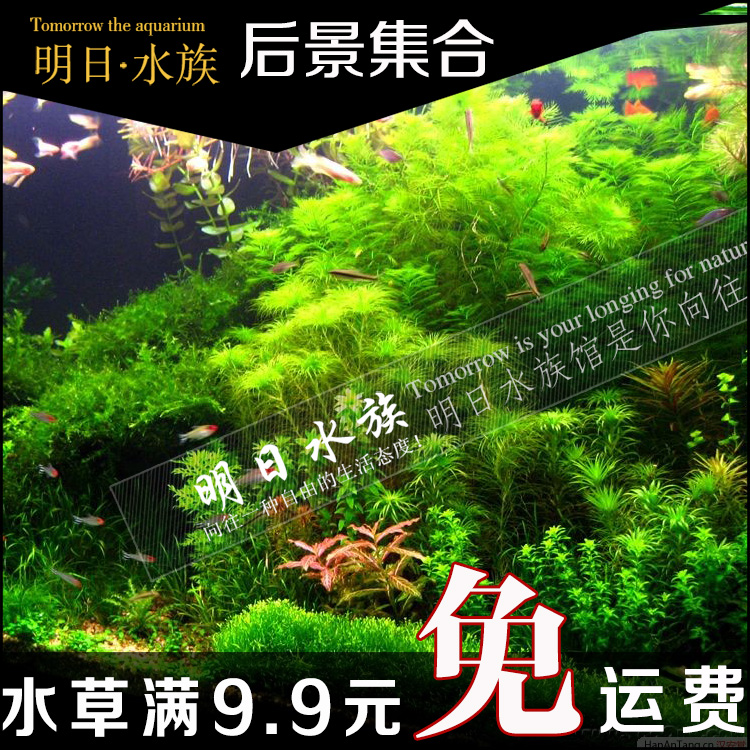 后景真水草鱼缸水草造景装饰水族箱植物布景套餐绿菊宝塔宫廷丁香