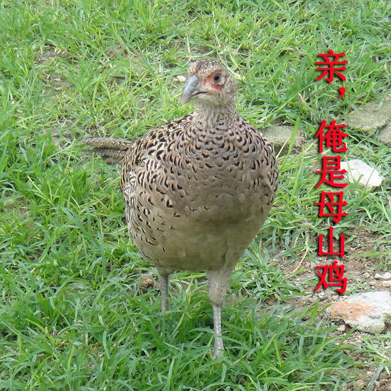 农家散养七彩野山鸡雉鸡鲜活野山鸡非土鸡活体野鸡老母鸡包活到家