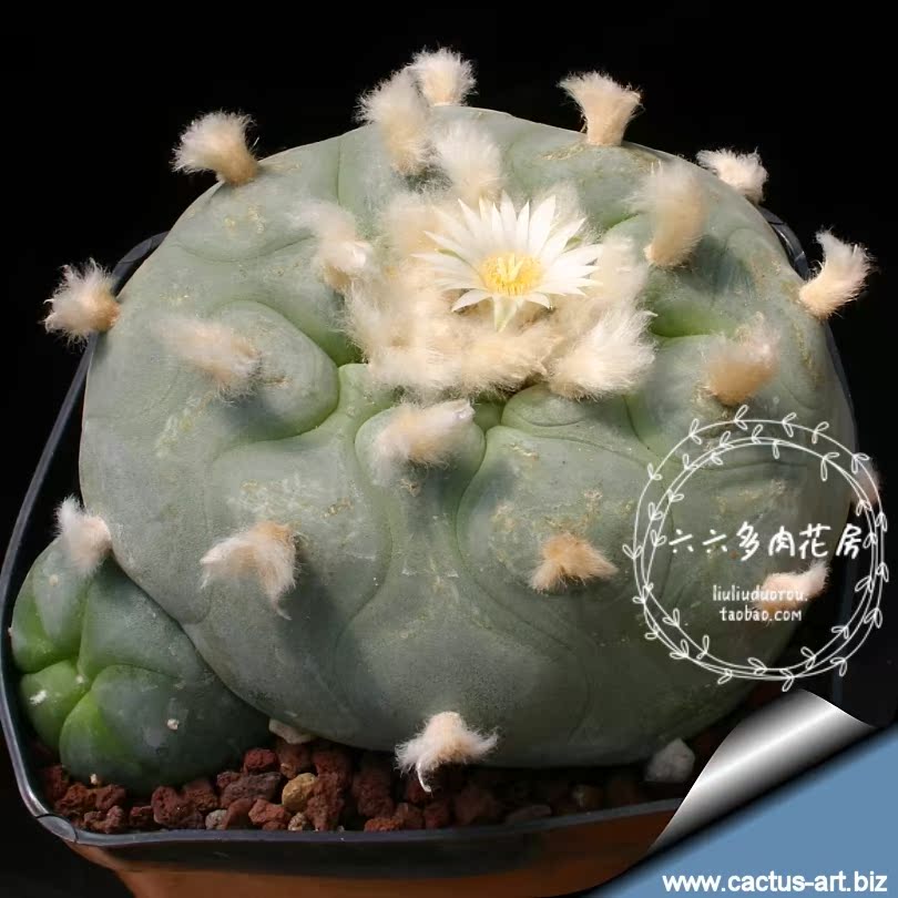 六六多肉-仙人球种子【翠冠玉 10粒  lophophora diffusa】乌鱼属