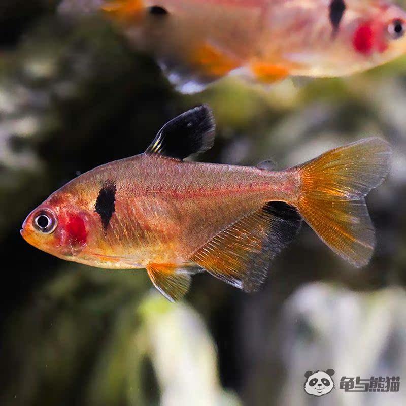 观赏鱼貂鱼图片_鱼缸里可以养什么观赏螃蟹_可以群游的观赏鱼