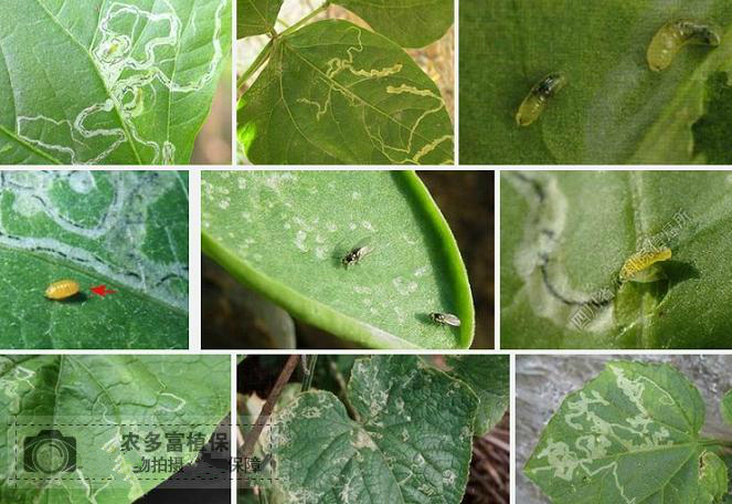 蔬菜豇豆四季豆角斑潜蝇鬼画符地图虫特效杀虫剂农药杀卵含灭蝇胺