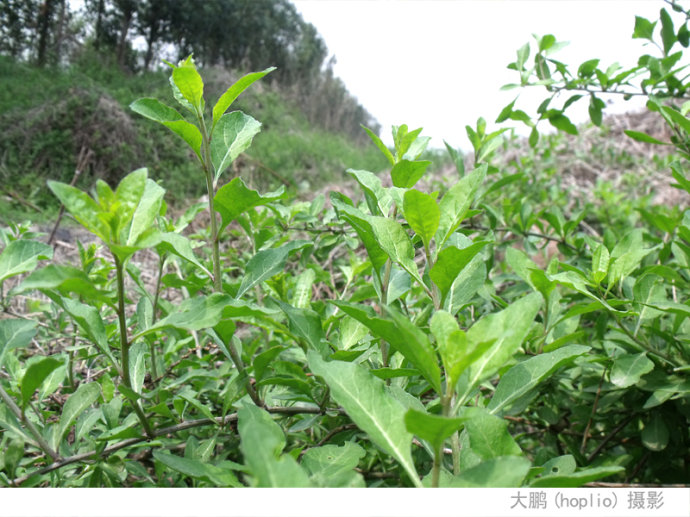 野生蔬菜 枸杞菜苗 菜枸杞 枸杞头大叶菜用枸杞菜种苗