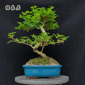 铁马鞭下山桩珍珠熟桩绿植盆景雀舌瓜子黄杨树桩老疙瘩包邮