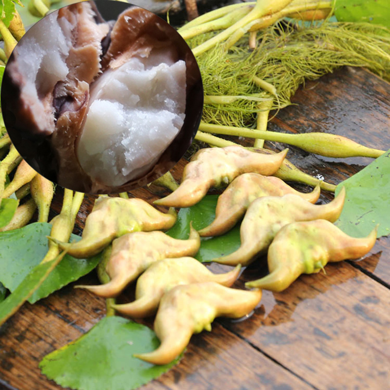 洪湖新鲜菱角新鲜粉糯老菱角农家蔬菜湖区野生黑菱角现摘现发5斤