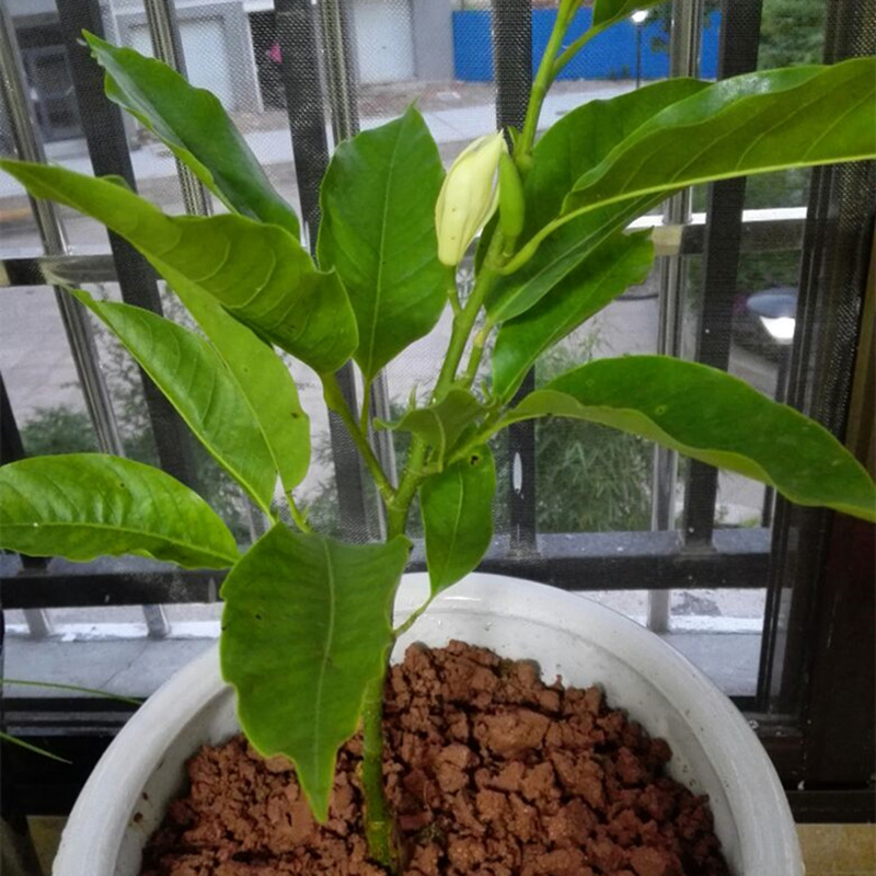 嫁接白兰花树苗盆栽植物正宗黄桷兰花苗绿植室内浓香型花卉除甲醛