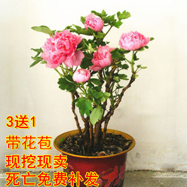 洛阳牡丹牡丹7年苗 盆栽牡丹花苗 黑牡丹王洛阳牡丹苗