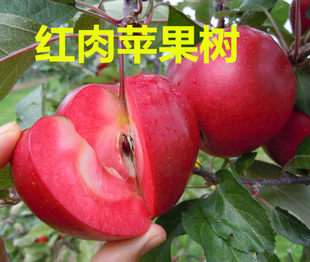 红肉苹果苗苹果树苗嫁接苗红富士南方北方种植盆栽地栽批发水果树
