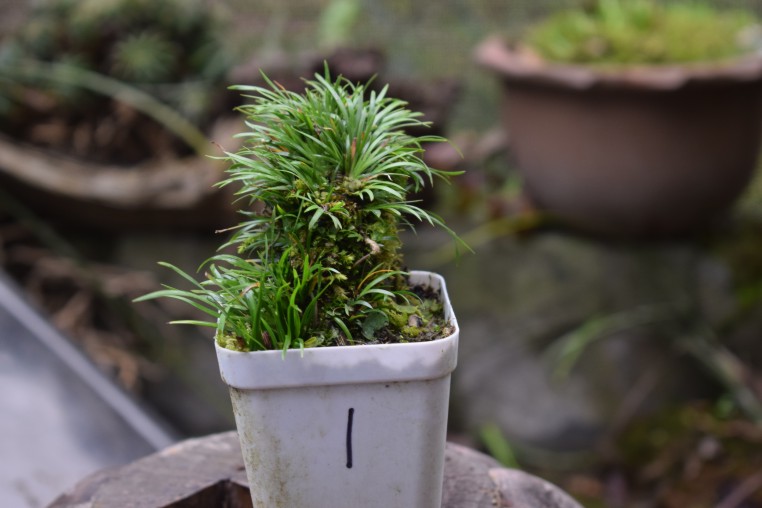 菖蒲虎须金钱石菖蒲随手香极姬老桩老根悬崖造型附石造型夏季绿植