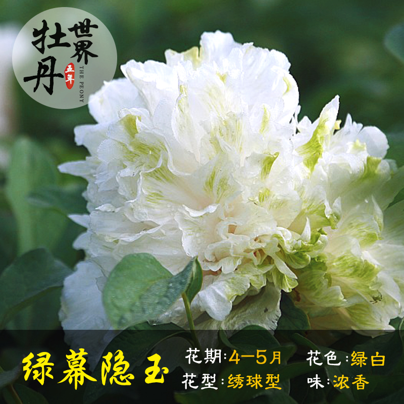 白雪塔牡丹花苗盆栽大苗四季植物