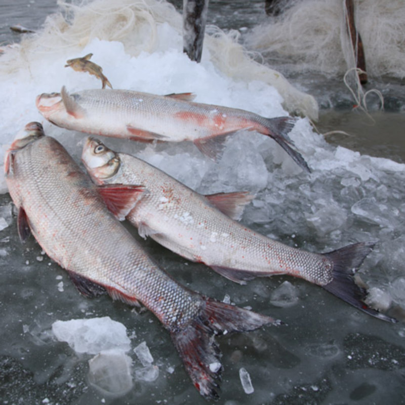 查干湖大白鱼198元每斤二斤起拍