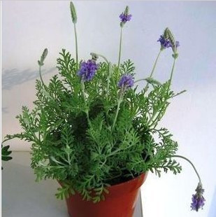 鲜花仙子 薰衣草种子 苗 薰衣草贵夫人 香草 阳台花卉
