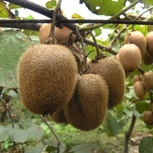 【水果树图片】水果树图片大全