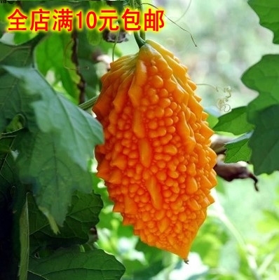 水果赖葡萄种子 癞葡萄种子 小癞瓜种子 金癞瓜种子 彩包