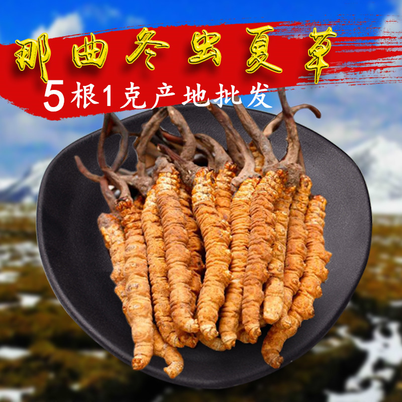 【藏之宝】西藏新鲜那曲冬虫夏草正品野生虫草5条一克无断草