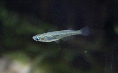 青鳉鱼 活体 桂系 蓝眼青鳉 除油膜观赏鱼苗 灯鱼