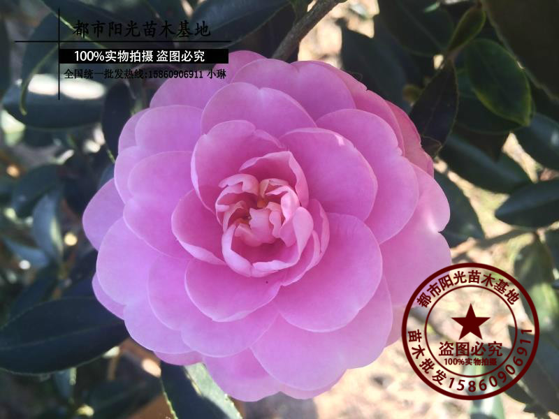 日本茶梅 庭院名贵茶花树 盆栽茶梅树精品 茶花树 带土球当年开花