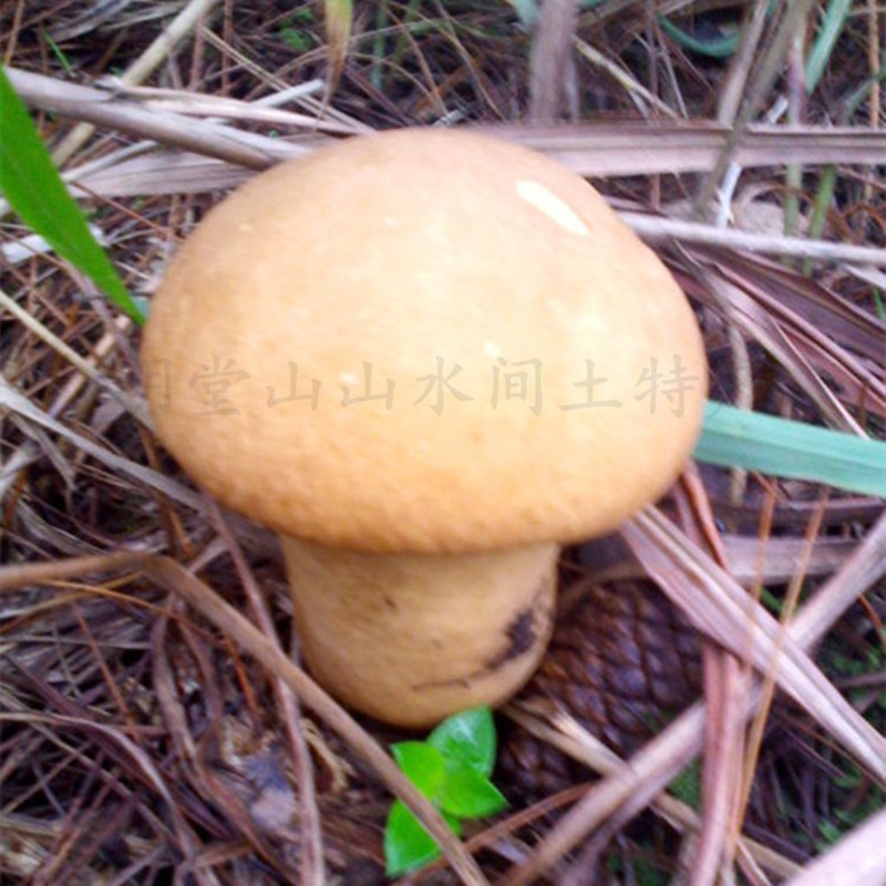 庐山特级野生石耳 天然菌 野山珍菌类干货年货 江西特产野味山珍
