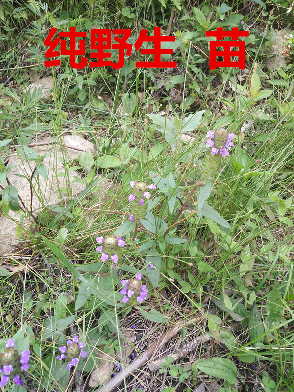 野生中药材茶夏枯草球夏菇草种子苗 消暑去火 盆栽植物花卉