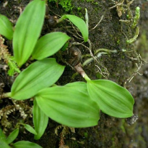 云南中草药 野生珍稀药材种苗 独蒜兰 冰球子 滇独蒜兰 独叶白及