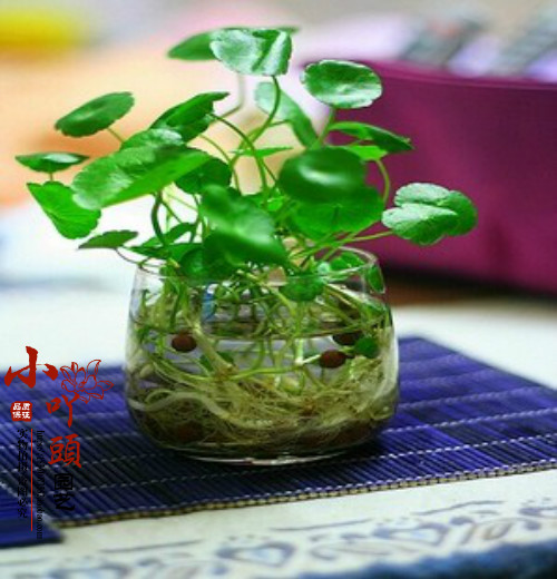水培植物铜钱草 金钱草 花卉盆栽盆景防电脑辐射办公绿植1元10棵
