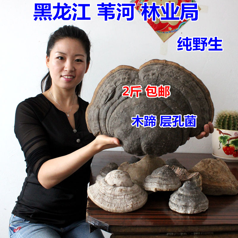 东北野生木蹄层孔菌 木蹄灵芝真菌 长白山野生灵芝木蹄菌4份包邮