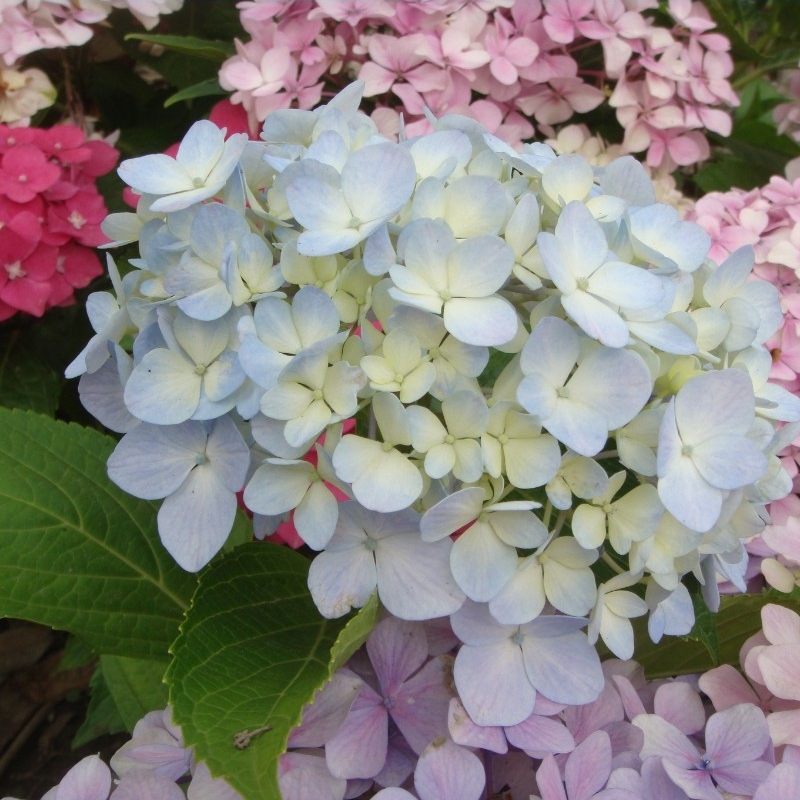 正品[团圆40全集]团圆电视剧全集40集评测 团圆